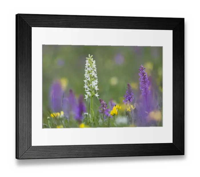 Framed Print : Lesser Butterfly Orchid (Platanthera bifolia) surrounded by Fragrant Orchids (Gymnadenia Framed Print : Lesser Butterfly Orchid (Platanthera bifolia) surrounded by Fragrant Orchids (Gymnadenia