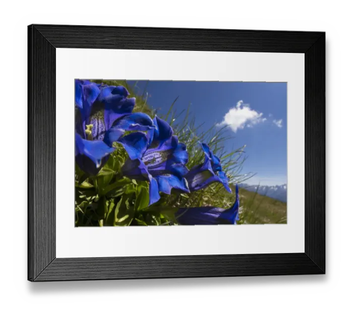 Framed Print : Trumpet / Stemless Gentian (Gentiana acaulis) Nordtirol, Austrian Alps. June Framed Print : Trumpet / Stemless Gentian (Gentiana acaulis) Nordtirol, Austrian Alps. June