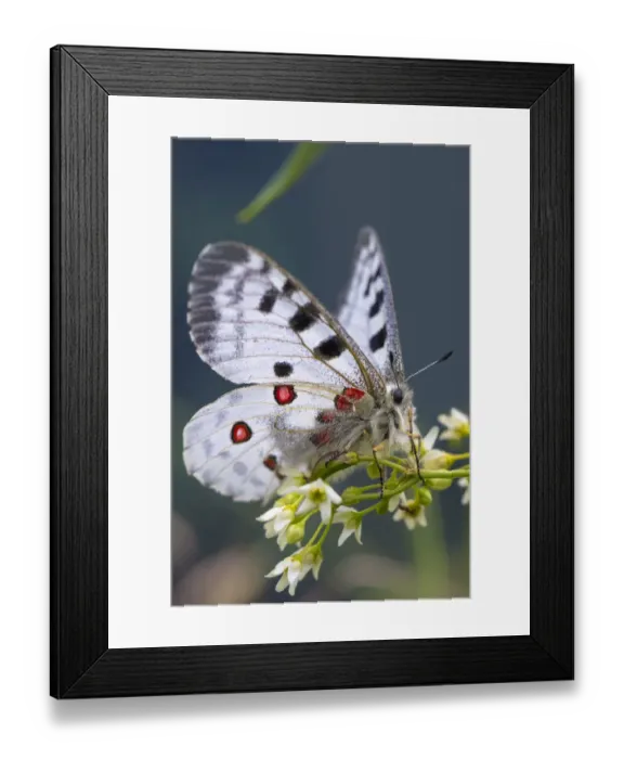 Framed Print : Apollo butterfly (Parnassius apollo) Nordtirol, Austrian Alps. June Framed Print : Apollo butterfly (Parnassius apollo) Nordtirol, Austrian Alps. June