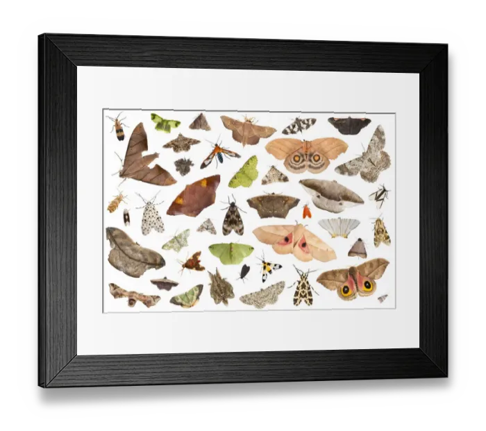 Framed Print : RF - Moths attracted to light trap in rainforest, on white background, image composite montage Framed Print : RF - Moths attracted to light trap in rainforest, on white background, image composite montage