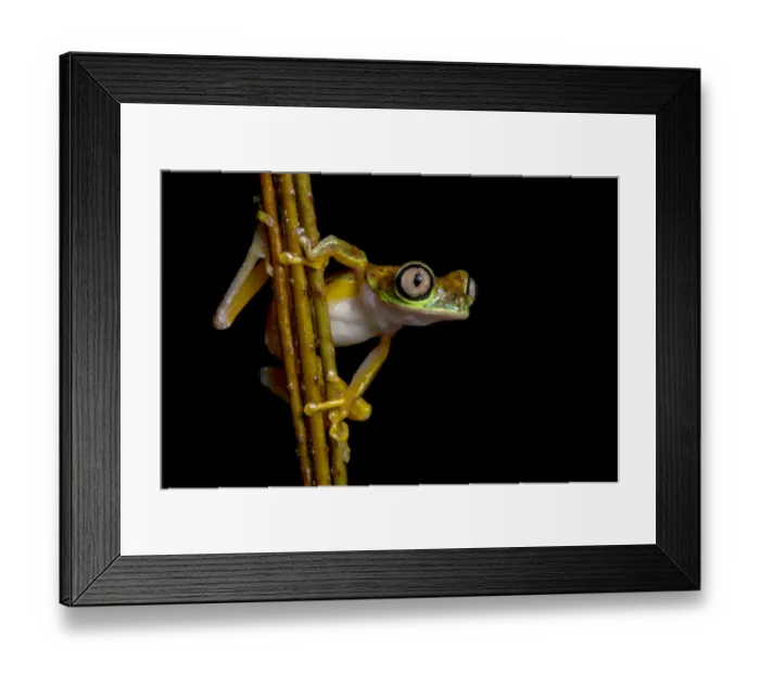Framed Print : Lemur leaf frog (Agalychnis lemur) at night, Central Caribbean foothills, Costa Rica Framed Print : Lemur leaf frog (Agalychnis lemur) at night, Central Caribbean foothills, Costa Rica