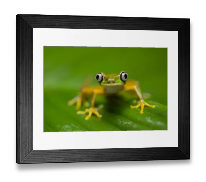 Framed Print : RF - Lemur Leaf Frog (Agalychnis lemur) in rainforest. Central Caribbean foothills, Costa Rica Framed Print : RF - Lemur Leaf Frog (Agalychnis lemur) in rainforest. Central Caribbean foothills, Costa Rica