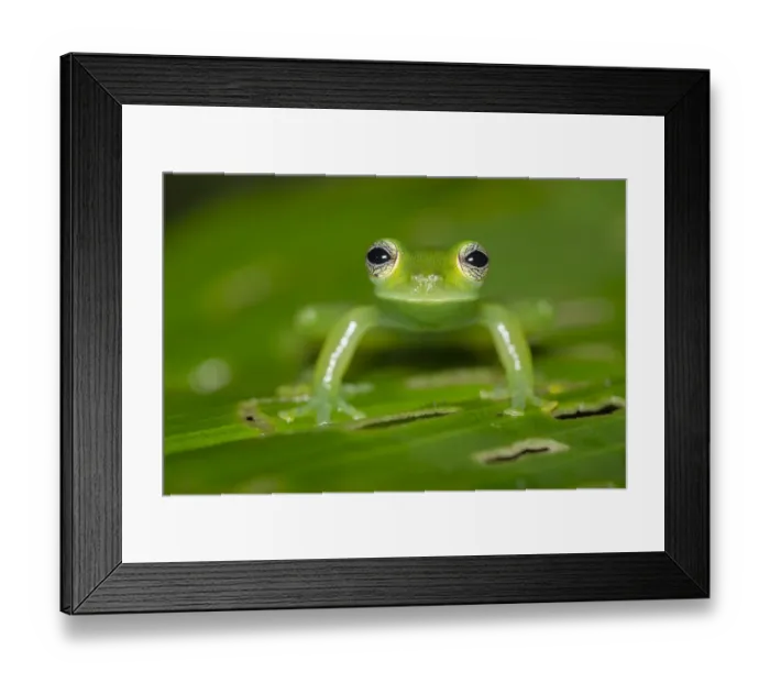 Framed Print : Spined glassfrog (Teratohyla spinosa) Central Caribbean foothills, Costa Rica Framed Print : Spined glassfrog (Teratohyla spinosa) Central Caribbean foothills, Costa Rica