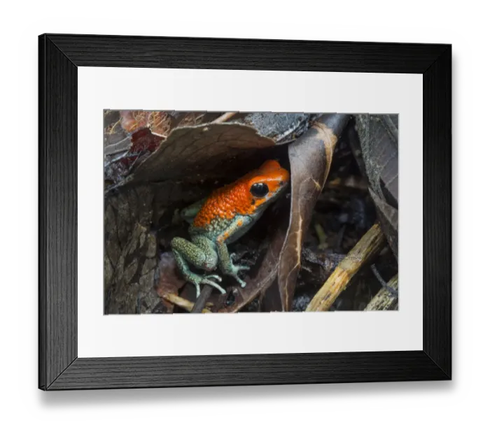 Framed Print : Granular poison frog (Oophaga granulifera) Osa Peninsula, Costa Rica Framed Print : Granular poison frog (Oophaga granulifera) Osa Peninsula, Costa Rica