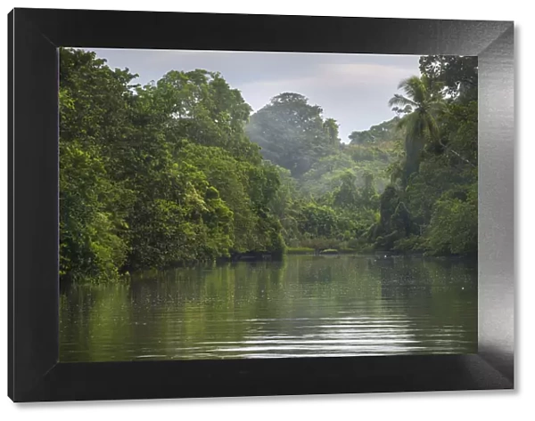Dense rainforest surrounding estuary mouth, Corcovado National Park, Osa Peninsula