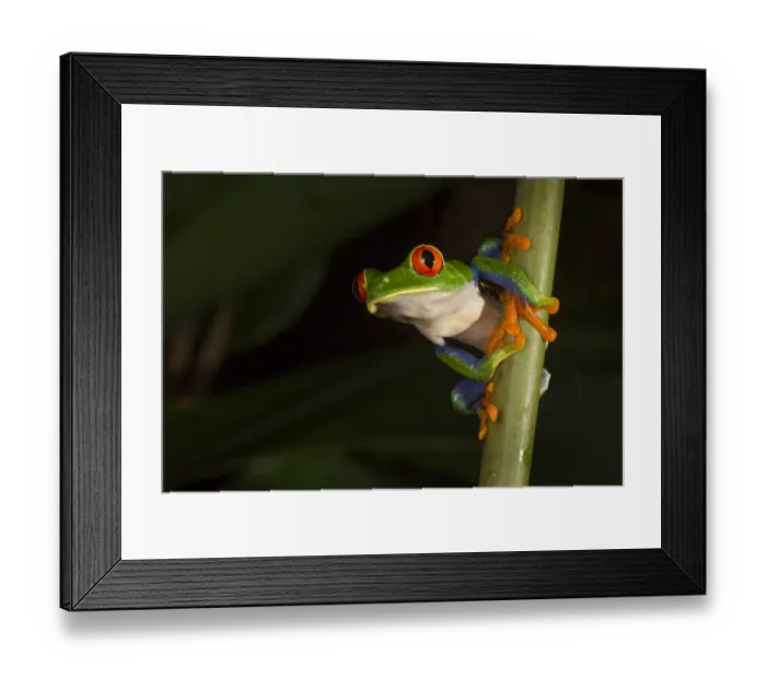 Framed Print : Red-eyed leaf frog (Agalychnis callidryas) male, Central Caribbean foothills, Costa Rica Framed Print : Red-eyed leaf frog (Agalychnis callidryas) male, Central Caribbean foothills, Costa Rica