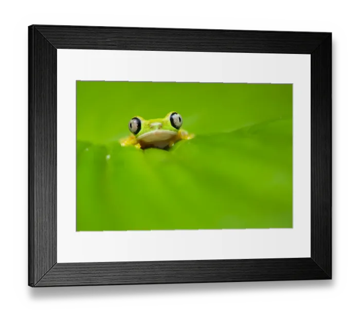 Framed Print : Lemur leaf frog (Agalychnis lemur) Central Caribbean foothills, Costa Rica