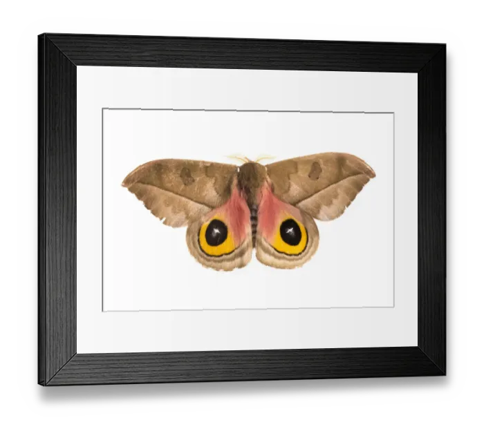 Framed Print : Silk moth (Automeris zugana) sequence 2 of 2, with wings open to reveal eyespots Framed Print : Silk moth (Automeris zugana) sequence 2 of 2, with wings open to reveal eyespots