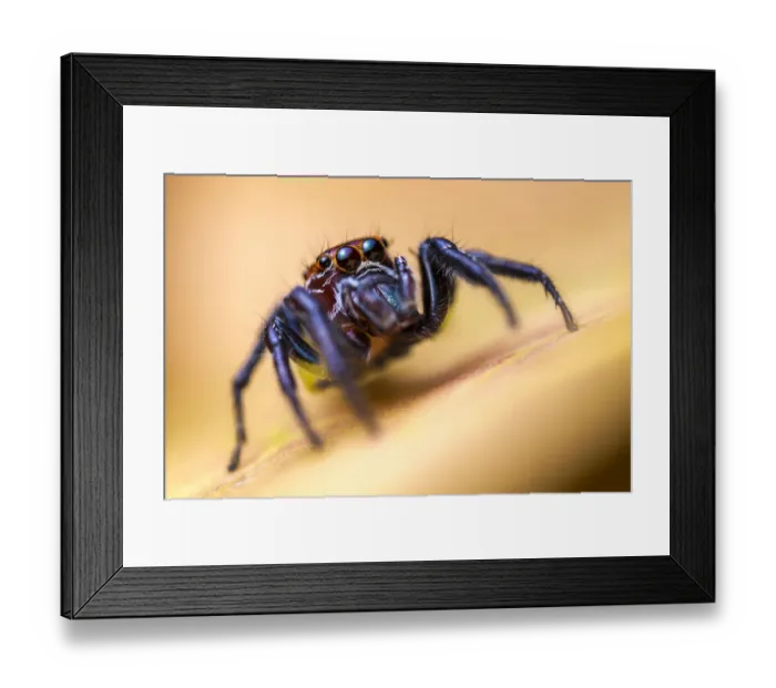 Framed Print : Jumping spider (Salticidae) hunting among vegetation, San Jose, Costa Rica Framed Print : Jumping spider (Salticidae) hunting among vegetation, San Jose, Costa Rica