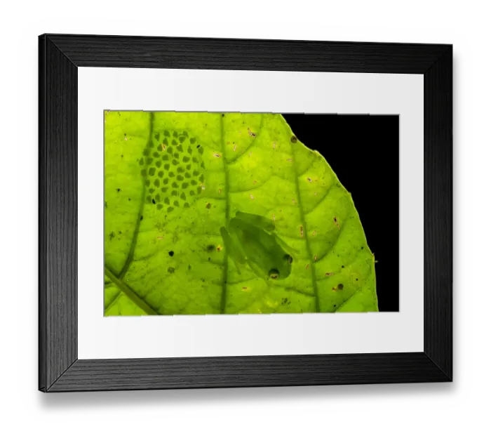 Framed Print : Fleischmanns glassfrog (Hyalinobatrachium fleischmanni) male attending eggs Framed Print : Fleischmanns glassfrog (Hyalinobatrachium fleischmanni) male attending eggs