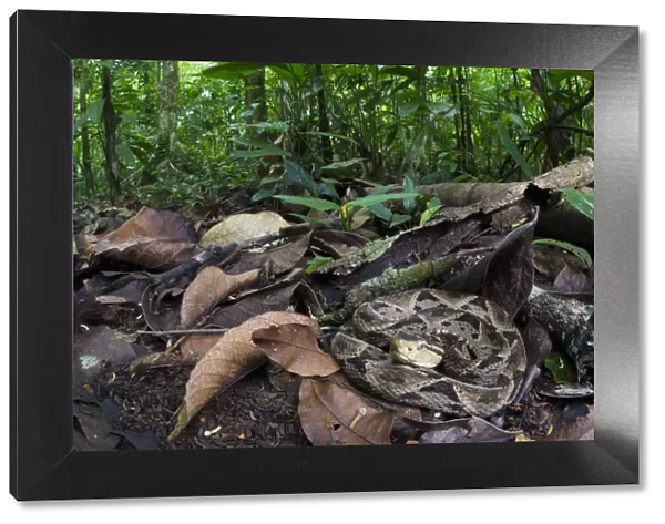 Fer-de-lance (Bothrops asper) camouflaged on the rainforest floor. Corcovado National Park