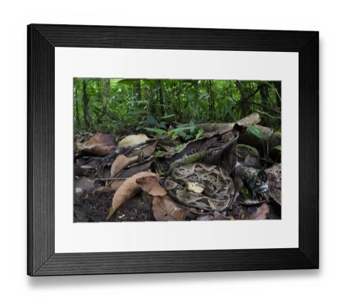 Framed Print : Fer-de-lance (Bothrops asper) camouflaged on the rainforest floor. Corcovado National Park Framed Print : Fer-de-lance (Bothrops asper) camouflaged on the rainforest floor. Corcovado National Park