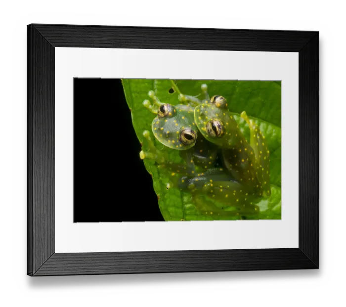 Framed Print : Yellow-flecked glassfrogs (Sachatamia albomaculata) mating pair, Osa Peninsula, Costa Framed Print : Yellow-flecked glassfrogs (Sachatamia albomaculata) mating pair, Osa Peninsula, Costa
