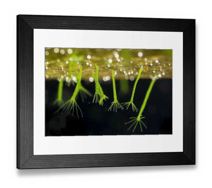Framed Print : Green hydra (Hydra viridissima) found in a garden pond. Derbyshire, UK. September Framed Print : Green hydra (Hydra viridissima) found in a garden pond. Derbyshire, UK. September