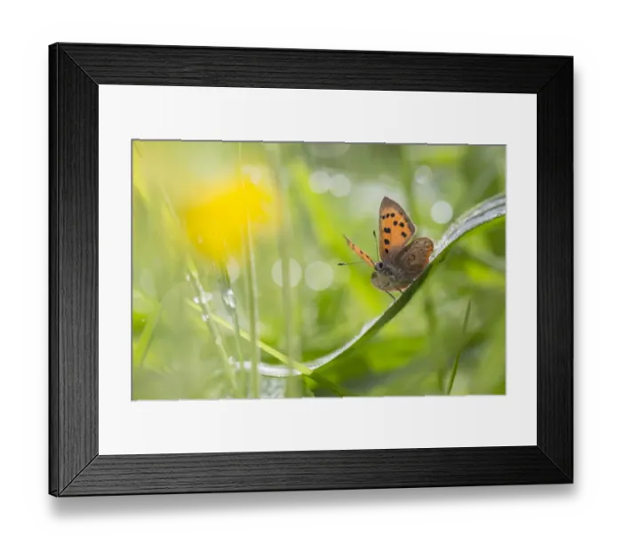 Framed Print : Small copper butterfly (Lycaena phlaeas) in meadow. Peak District National Park, Derbyshire, UK Framed Print : Small copper butterfly (Lycaena phlaeas) in meadow. Peak District National Park, Derbyshire, UK
