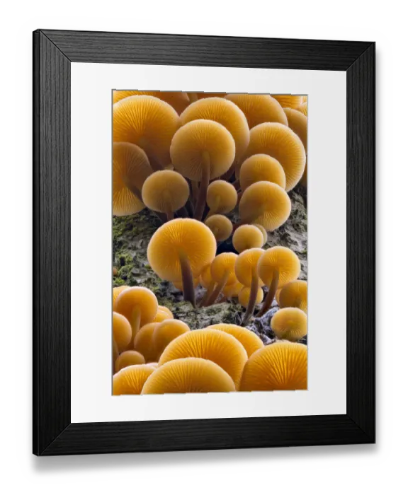 Framed Print : Velvet shank  /  Winter fungus (Flammulina velutipes), growing on dead tree