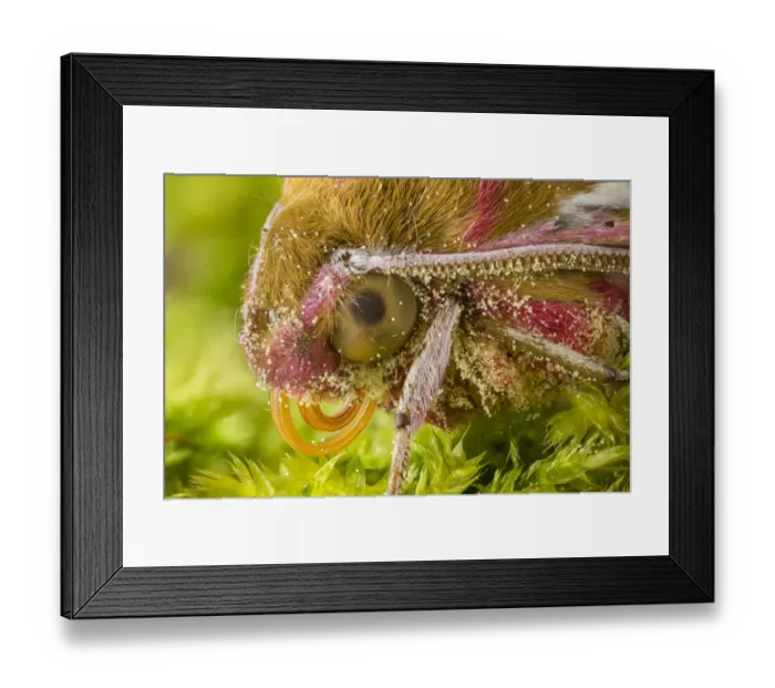 Framed Print : Elephant Hawkmoth (Deilephila elpenor) close up of head showing proboscis Framed Print : Elephant Hawkmoth (Deilephila elpenor) close up of head showing proboscis