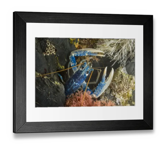 Framed Print : European  /  Common Lobster (Homarus gammarus) in rocky retreat. Controlled conditions, Cornwall, UK