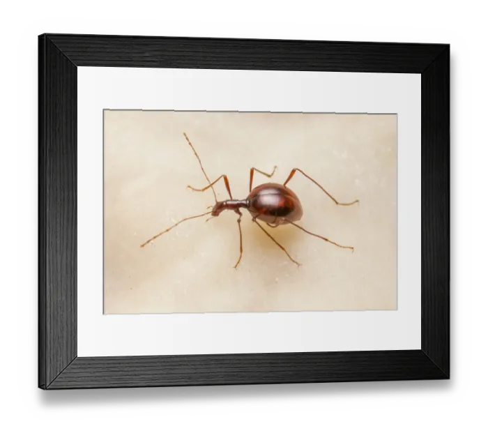 Framed Print : Cave beetle (Leptodirus hochenwartii) a true troglobite (living only in caves) Framed Print : Cave beetle (Leptodirus hochenwartii) a true troglobite (living only in caves)