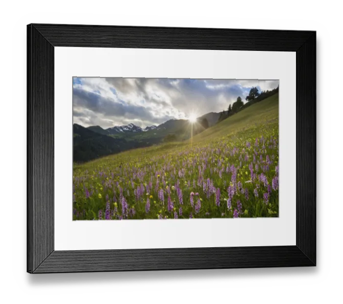 Framed Print : Meadow of Fragrant Orchids (Gymnadenia conopsea) at sunset. Tirol, Austrian Alps Framed Print : Meadow of Fragrant Orchids (Gymnadenia conopsea) at sunset. Tirol, Austrian Alps