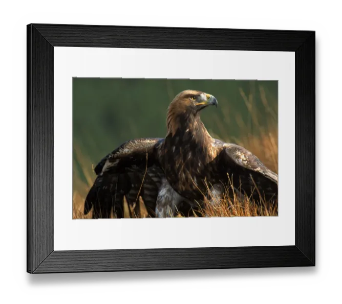 Framed Print : Golden eagle, 4th year male, Scotland. Captive bird Framed Print : Golden eagle, 4th year male, Scotland. Captive bird