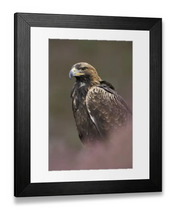 Framed Print : Golden eagle {Aquila chrysaetos} Scotland