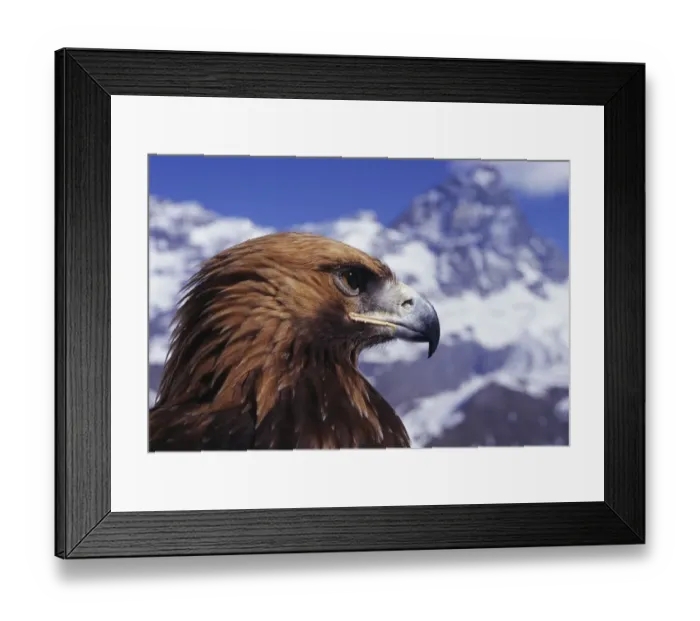 Framed Print : Golden eagle head portrait {Aquila chrysaetos} powerful hook bill, Switzerland Framed Print : Golden eagle head portrait {Aquila chrysaetos} powerful hook bill, Switzerland