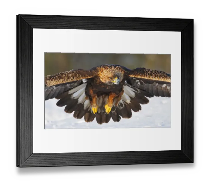 Framed Print : Golden Eagle (Aquila chrysaetos) in flight. Utajrvi, Finland. February Framed Print : Golden Eagle (Aquila chrysaetos) in flight. Utajrvi, Finland. February