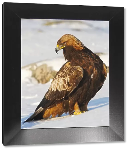 Golden Eagle (Aquila chrysaetos), juvenile standing in the snow. Utajrvi, Finland