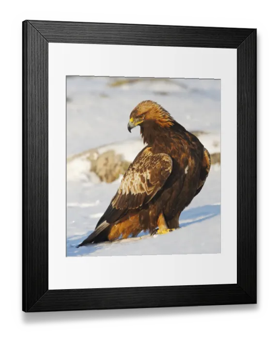 Framed Print : Golden Eagle (Aquila chrysaetos), juvenile standing in the snow. Utajrvi, Finland Framed Print : Golden Eagle (Aquila chrysaetos), juvenile standing in the snow. Utajrvi, Finland