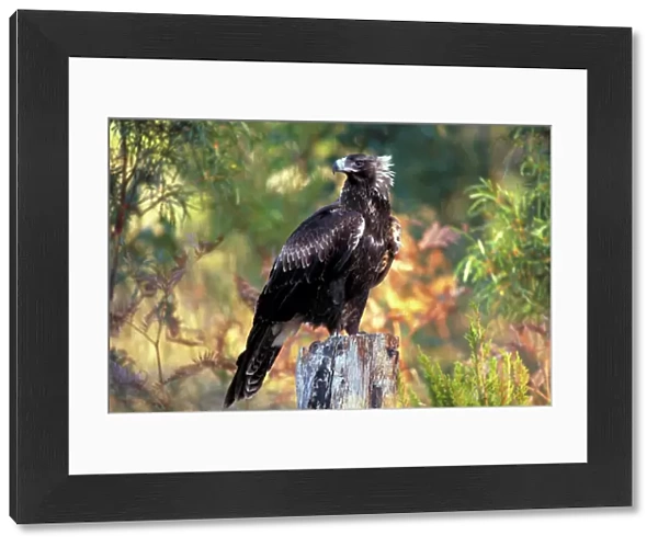 Wedge-tailed eagle {Aquila audax fleayi} tasmanian sub species, adult portrait, Australia