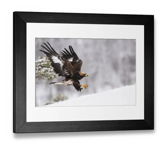 Framed Print : RF- Golden eagle (Aquila chrysaetos) landing in snow, Flatanger, Norway. November Framed Print : RF- Golden eagle (Aquila chrysaetos) landing in snow, Flatanger, Norway. November