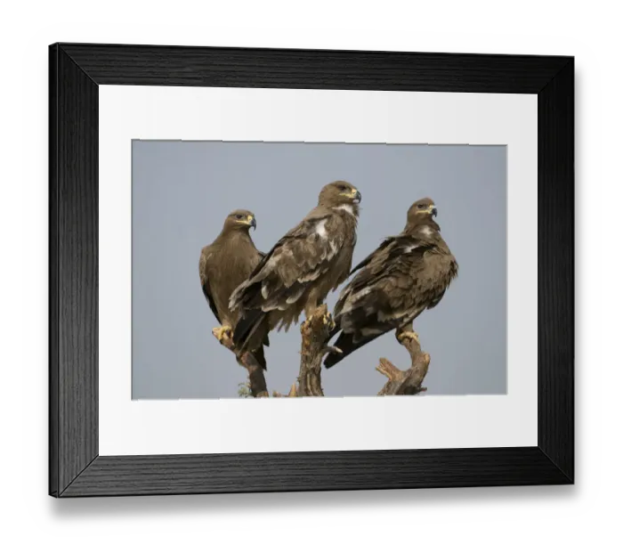 Framed Print : Three Steppe Eagles (Aquila nipalensis) perched, Rajasthan, India