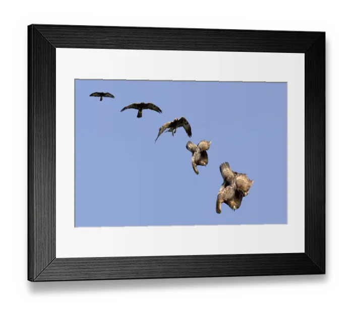 Framed Print : Golden Eagle (Aquila chrysaetos) swooping. The sequence of folding wings to gain speed Framed Print : Golden Eagle (Aquila chrysaetos) swooping. The sequence of folding wings to gain speed