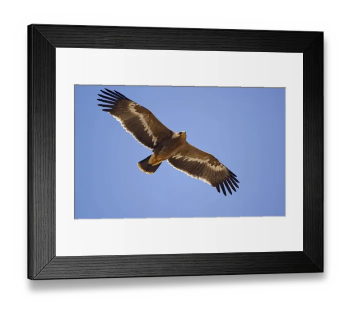 Framed Print : Steppe Eagle (Aquila nipalensis) in flight Sultanate of Oman Framed Print : Steppe Eagle (Aquila nipalensis) in flight Sultanate of Oman