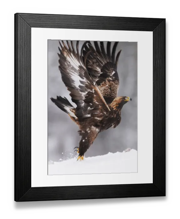 Framed Print : Golden eagle (Aquila chrysaetos) taking off, Flatanger, Norway, November 2008 Framed Print : Golden eagle (Aquila chrysaetos) taking off, Flatanger, Norway, November 2008