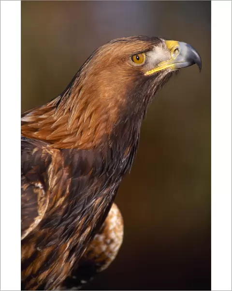 Golden Eagle (Aquila chrysaetos) controlled, close-up of falconers bird, Southern Scotland