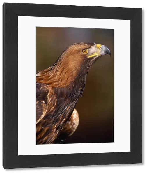 Golden Eagle (Aquila chrysaetos) controlled, close-up of falconers bird, Southern Scotland