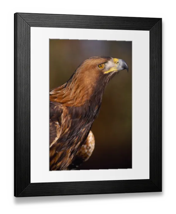 Framed Print : Golden Eagle (Aquila chrysaetos) controlled, close-up of falconers bird, Southern Scotland Framed Print : Golden Eagle (Aquila chrysaetos) controlled, close-up of falconers bird, Southern Scotland
