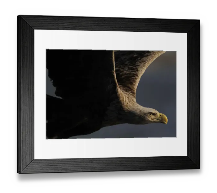 Framed Print : RF- White tailed sea eagle (Haliaeetus albicilla) in flight, Flatanger, Norway, June Framed Print : RF- White tailed sea eagle (Haliaeetus albicilla) in flight, Flatanger, Norway, June