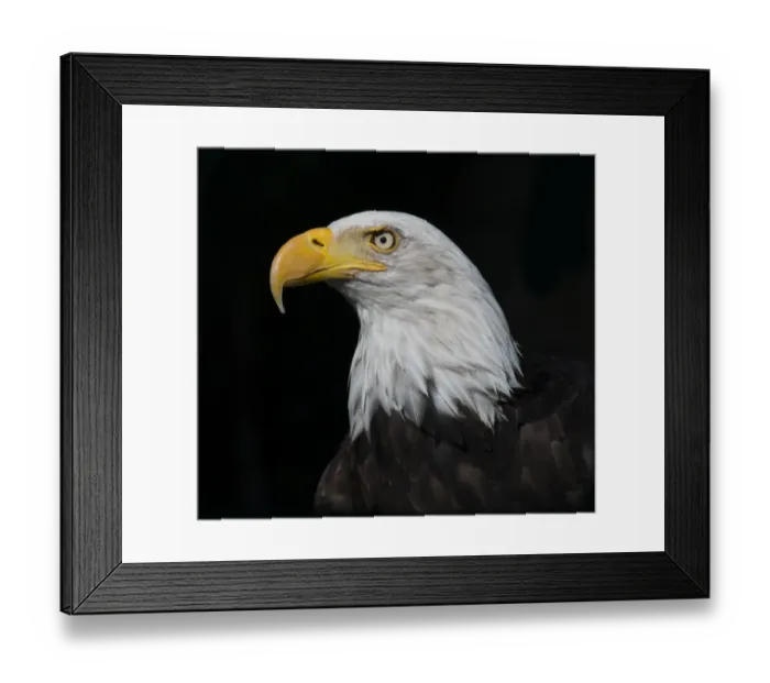 Framed Print : Bald Eagle (Haliaeetus leucocephalus) portrait, captive