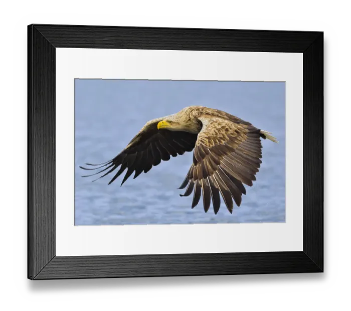 Framed Print : White-tailed sea eagle (Haliaeetus albicilla) in flight. Flatanger, Norway, May Framed Print : White-tailed sea eagle (Haliaeetus albicilla) in flight. Flatanger, Norway, May