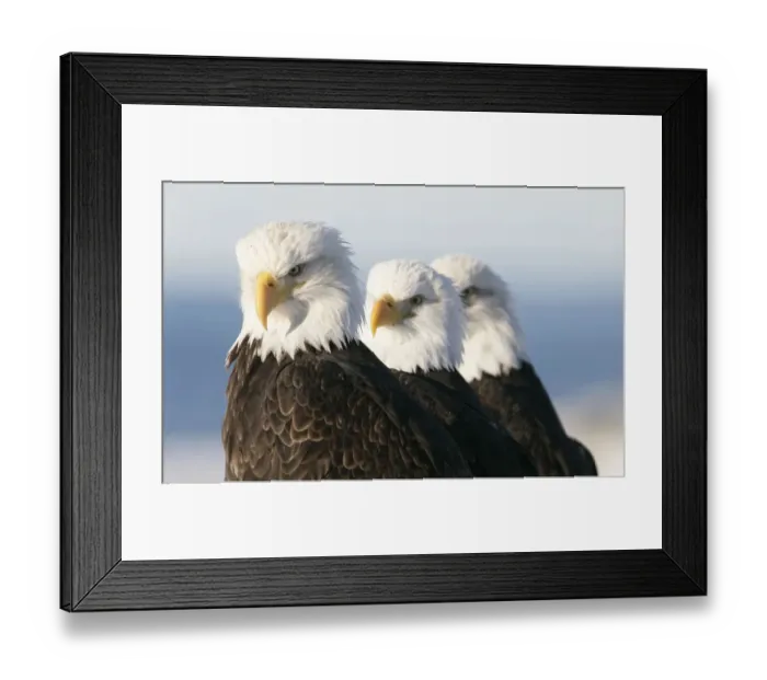 Framed Print : American bald eagle (Haliaeetus leucocephalus) three perched, Homer, Alaska, Jan Framed Print : American bald eagle (Haliaeetus leucocephalus) three perched, Homer, Alaska, Jan