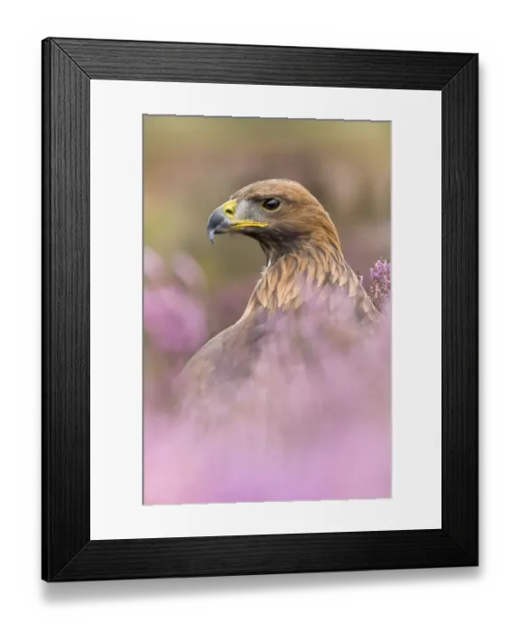 Framed Print : Golden eagle (Aquila chrysaetos) male in heather. Captive, UK Framed Print : Golden eagle (Aquila chrysaetos) male in heather. Captive, UK