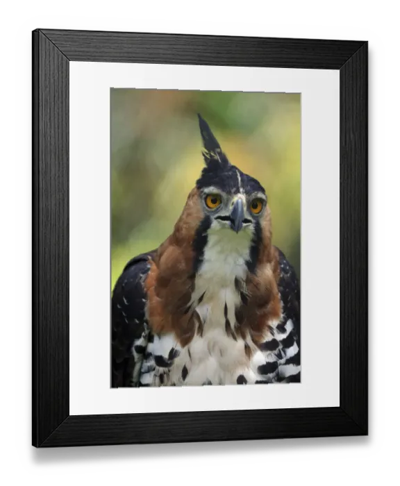 Framed Print : Ornate Hawk-Eagle (Spizaetus ornatus) head portrait, French Guiana, South America Framed Print : Ornate Hawk-Eagle (Spizaetus ornatus) head portrait, French Guiana, South America