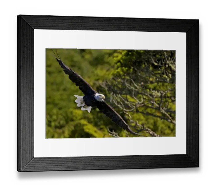 Framed Print : An American Bald Eagle (Haliaeetus leucocephalus) in flight. Vancouver Island, Canada