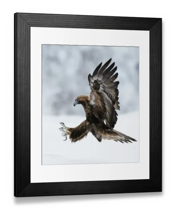 Framed Print : Golden Eagle (Aquila chrysaetos) coming in to land with claws spread. Kuusamo, Finland Framed Print : Golden Eagle (Aquila chrysaetos) coming in to land with claws spread. Kuusamo, Finland