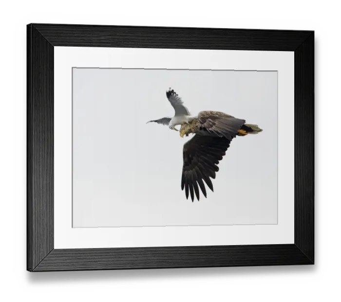Framed Print : White-tailed Sea Eagle (Haliaeetus albicilla) being attacked by a Common Gull (Larus Framed Print : White-tailed Sea Eagle (Haliaeetus albicilla) being attacked by a Common Gull (Larus