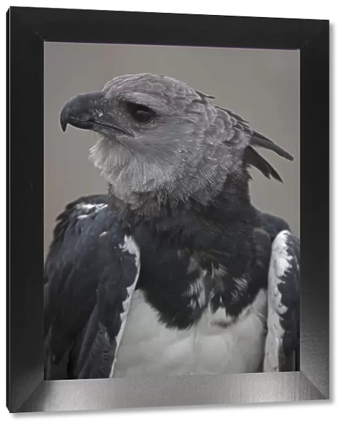 Portrait of a Harpy Eagle (Harpia harpyja) - captive. Endemic to South American tropical zones
