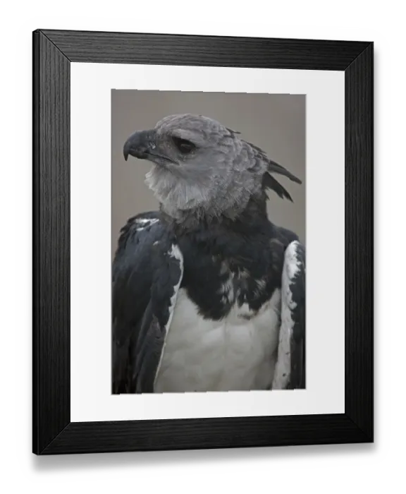 Framed Print : Portrait of a Harpy Eagle (Harpia harpyja) - captive. Endemic to South American tropical zones Framed Print : Portrait of a Harpy Eagle (Harpia harpyja) - captive. Endemic to South American tropical zones